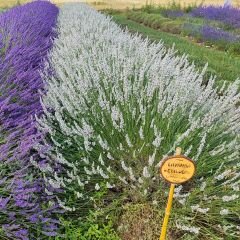 lavanda ibrida edelweiss 240x240